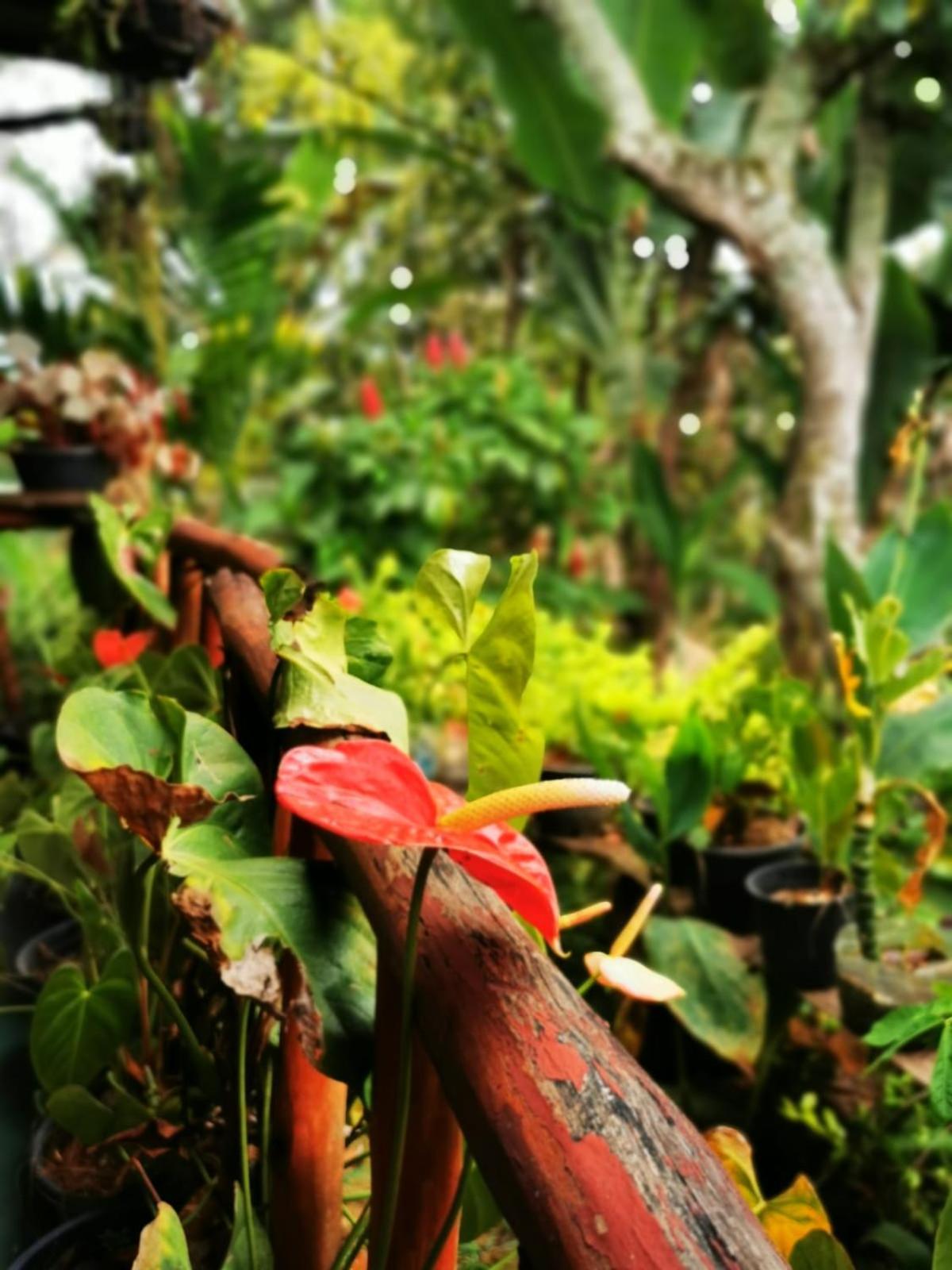 Cozy Homestay Waterfall Road เอลลา ภายนอก รูปภาพ