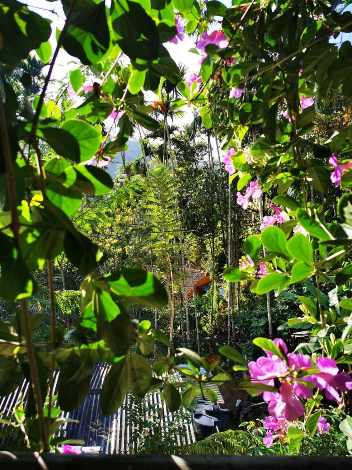 Cozy Homestay Waterfall Road เอลลา ภายนอก รูปภาพ